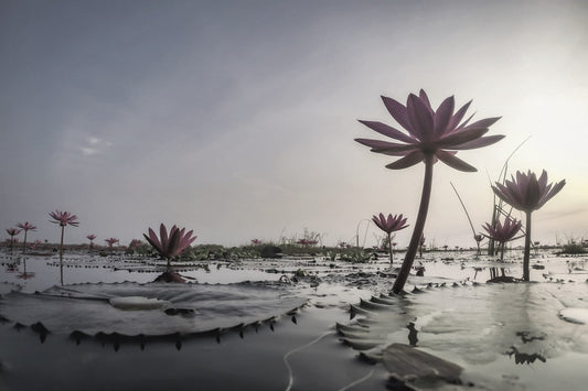 幸福の香り、ロータス